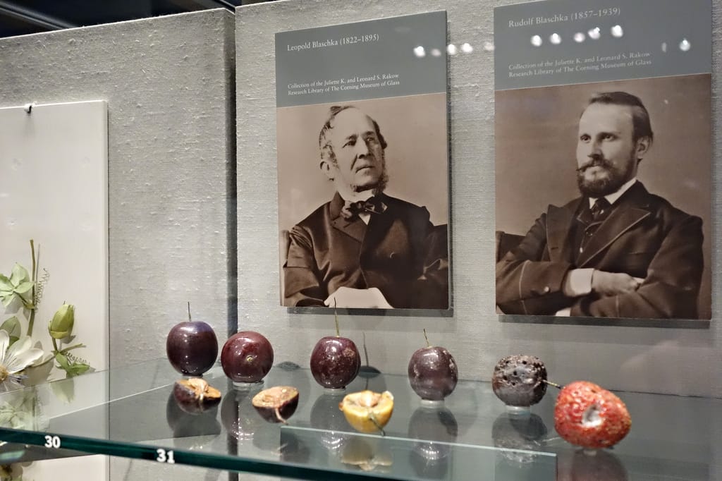Leopold and Rudolf Blaschka glass specimens at the Corning Museum of Glass