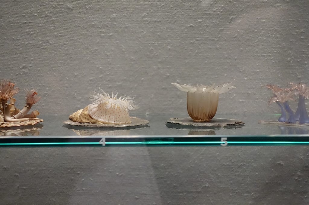 Leopold and Rudolf Blaschka glass specimens at the Corning Museum of Glass
