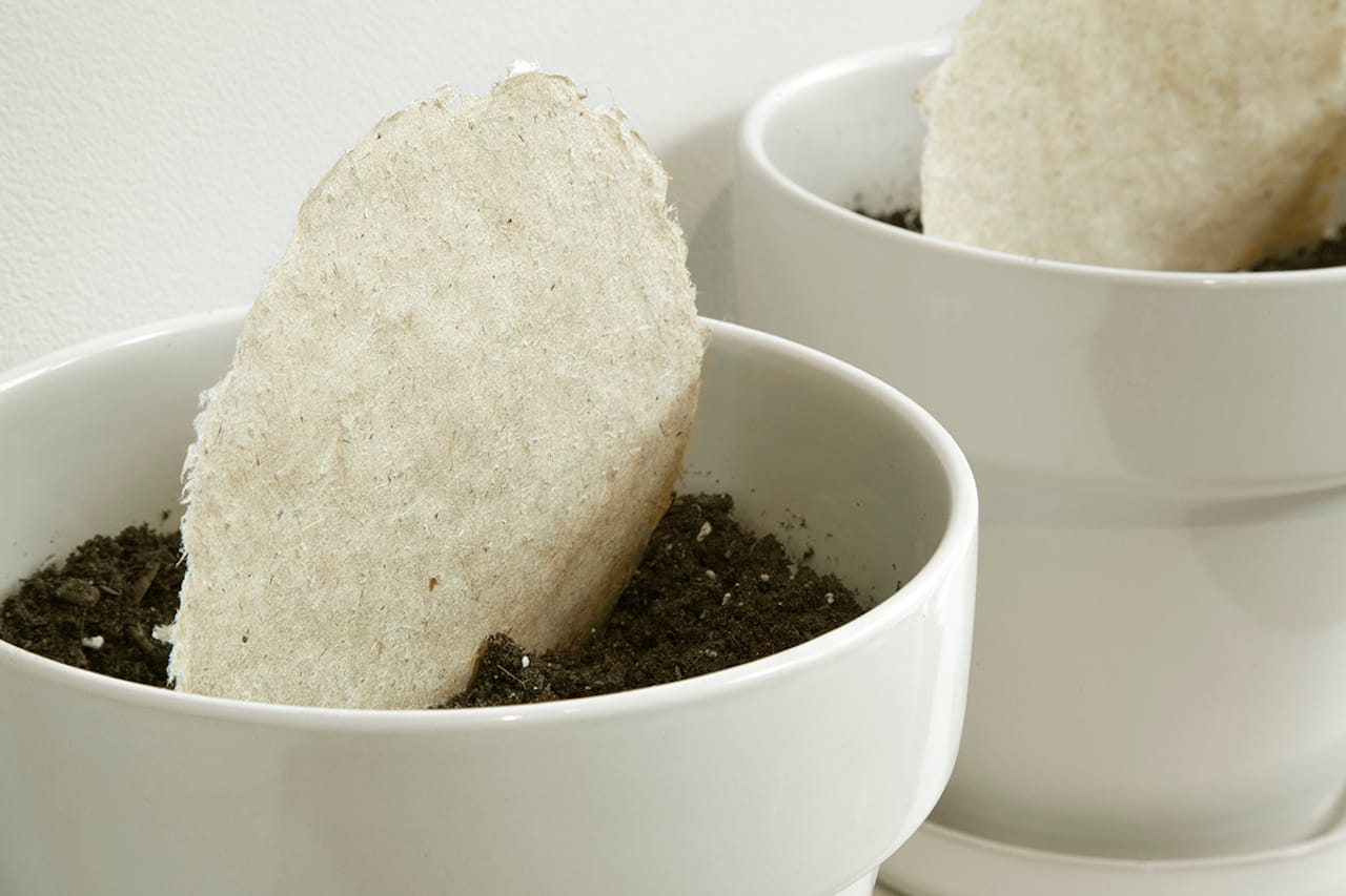 Detail from "Invasive Plants Rendered Useful" by Corrie Baldauf. Photo courtesy of Megan Heeres. (click to enlarge)