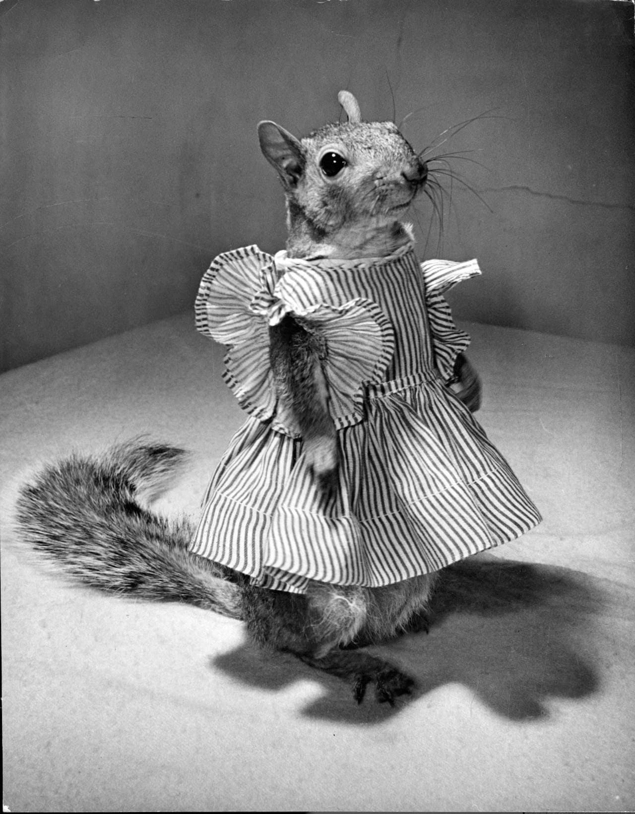 Nina Leen "Tommy Tucker" (1944) (image courtesy of Daniel Cooney Fine Art) 