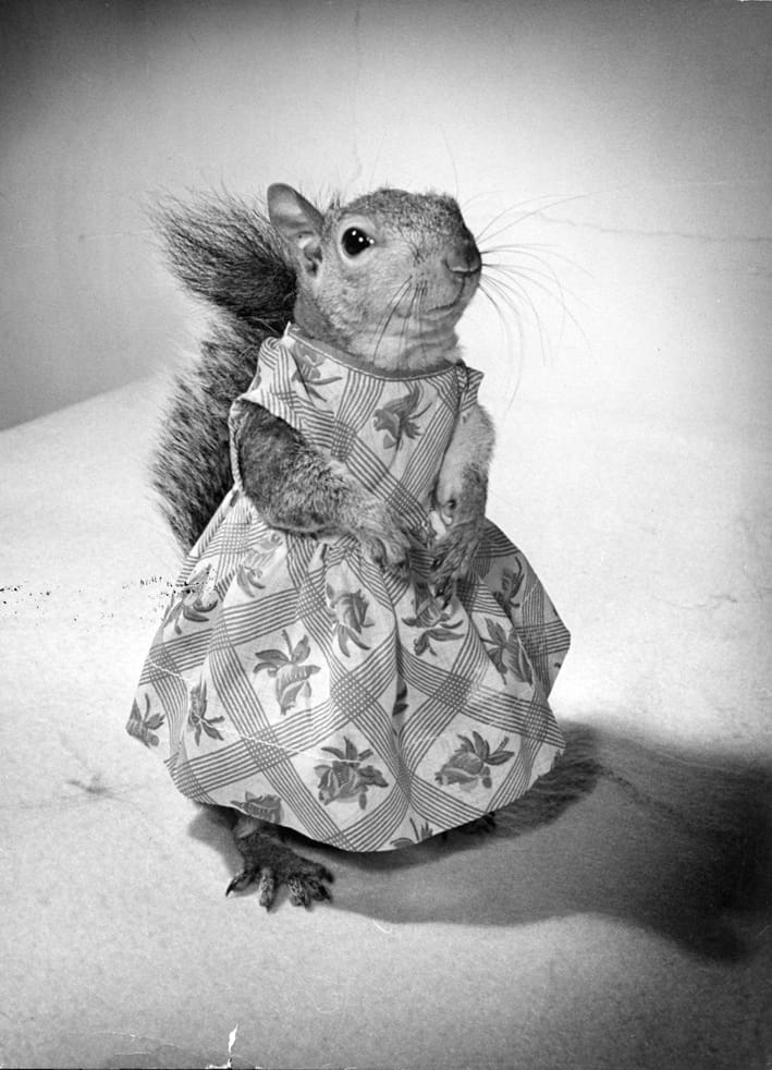 Nina Leen "Tommy Tucker" (1944) (image courtesy of Daniel Cooney Fine Art) 