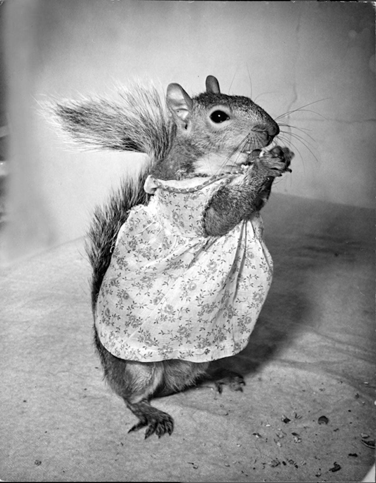 Nina Leen "Tommy Tucker" (1944) (image courtesy of Daniel Cooney Fine Art) 