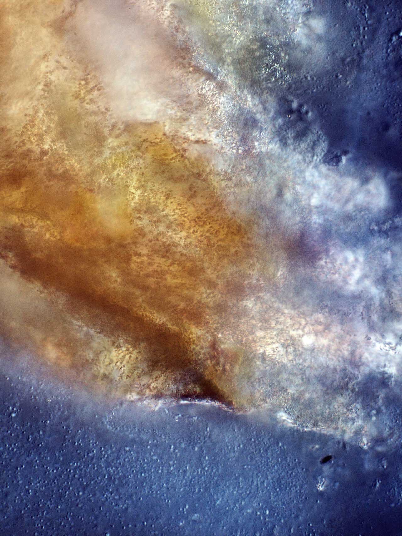 Microphotograph of Stelsel 8 (system 8), 2011, Joris Jansen © Joris Rafael Jansen