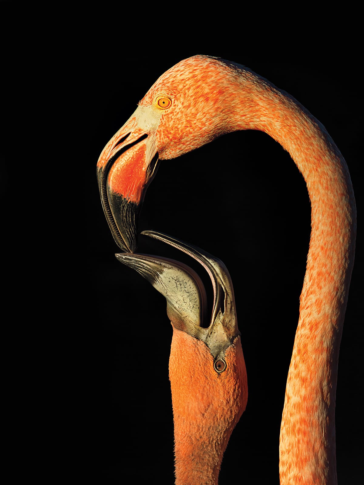 Sfw_Steve_Russell_American_Flamingo