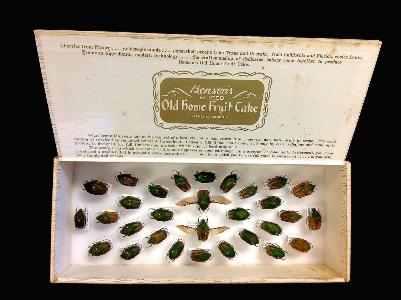 A Cotinus Scarab "Fruit Cake" in Greg Cowper's 'Specimen' exhibition at Eastern State Penitentiary (photo by Greg Cowper)