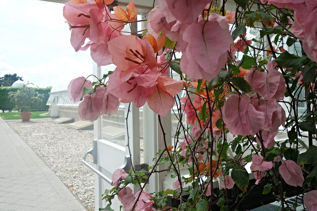 Frida: Art, Garden, Life