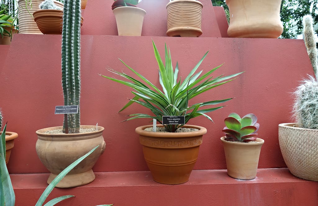 Frida: Art, Garden, Life