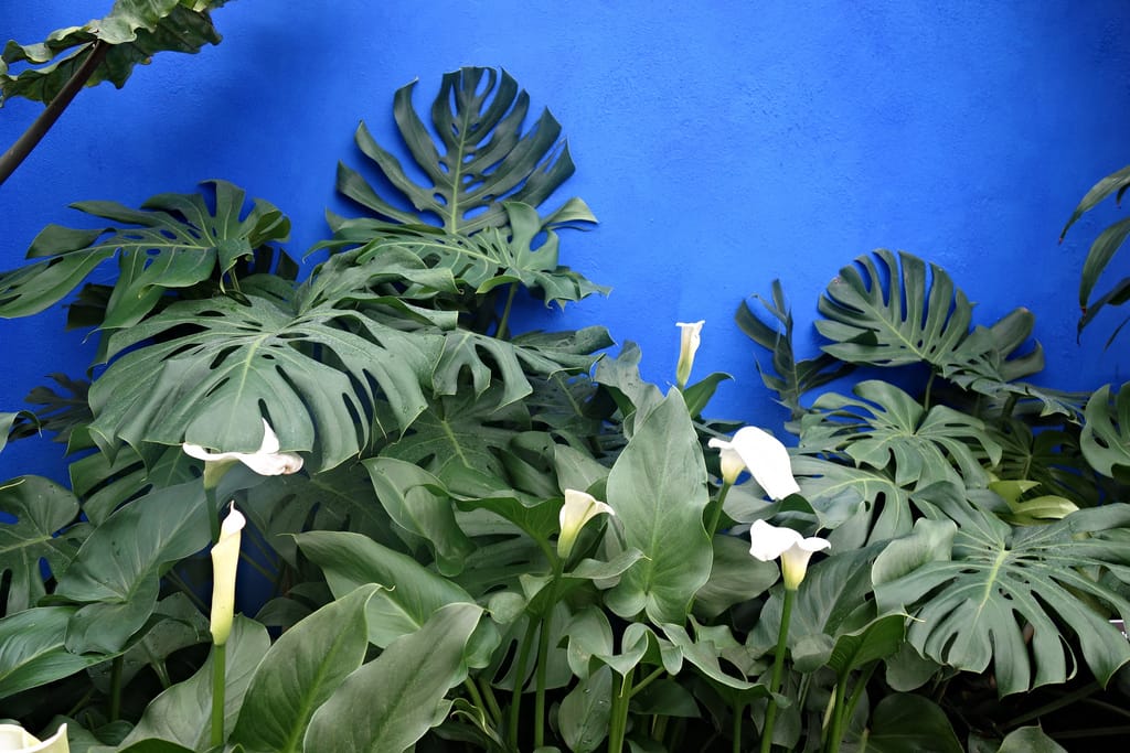 Frida: Art, Garden, Life