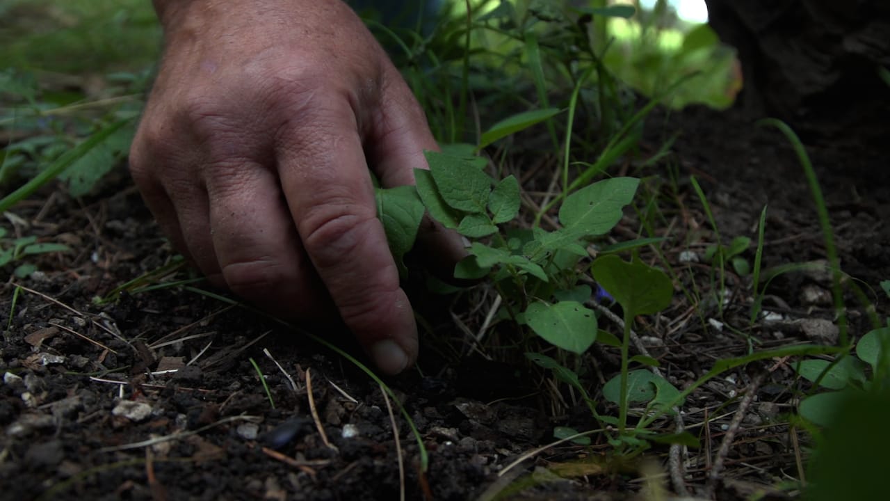 Still from 'Seeds of Time'
