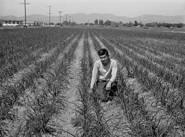 Los Angeles County, California, April 1942. A farmer of Japanese descent in his onion field.  He and other farmers sold their unharvested crops before being sent away under President Roosevelt’s Executive Order 9066 (Photograph by Russell Lee for the Farm Security Administration - Office of War Information / Courtesy of the Library of Congress (Digital ID FSA 8c31997)) 
