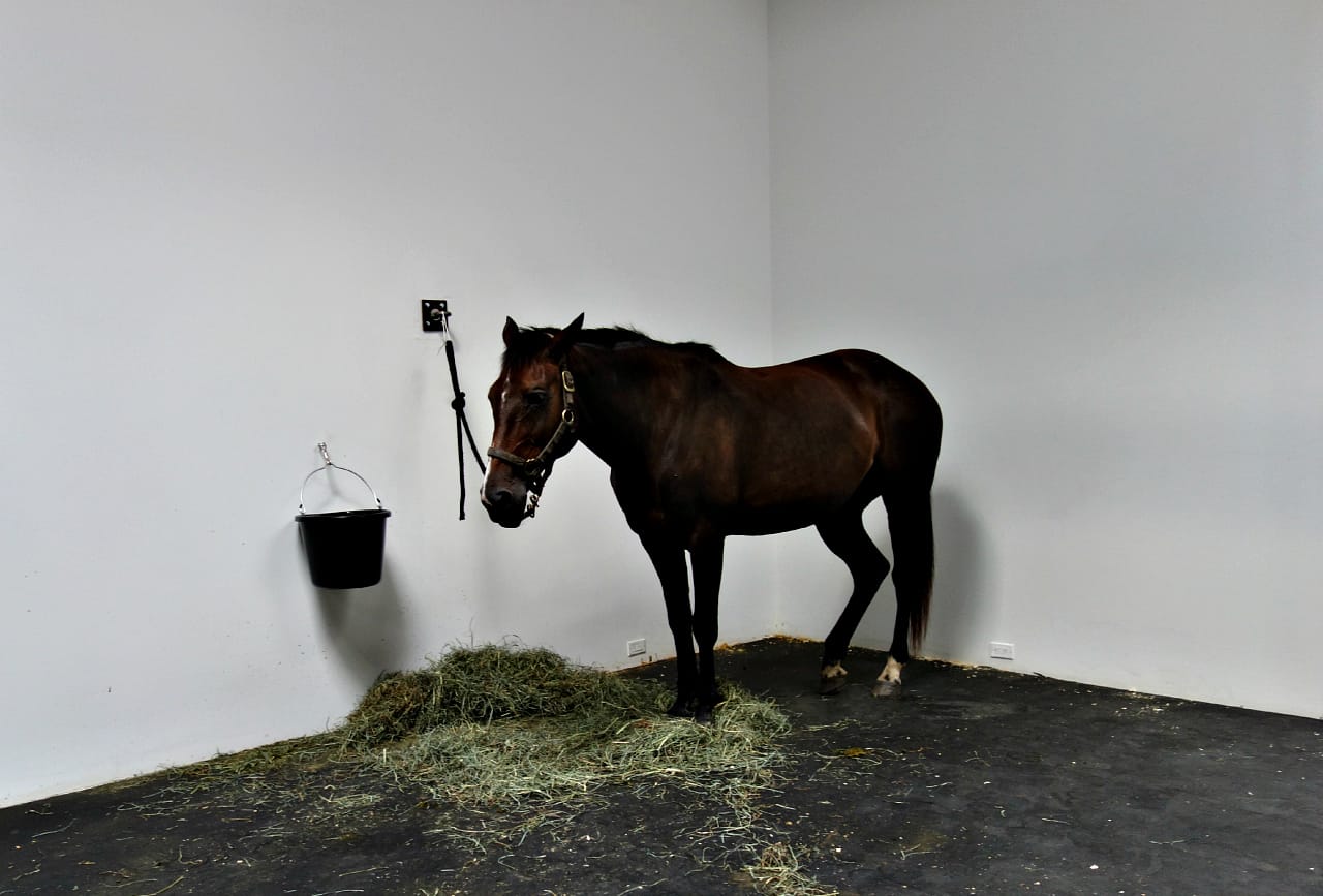 Jannis Kounellis’s “Untitled (12 Horses)" at Gavin Brown's enterprise