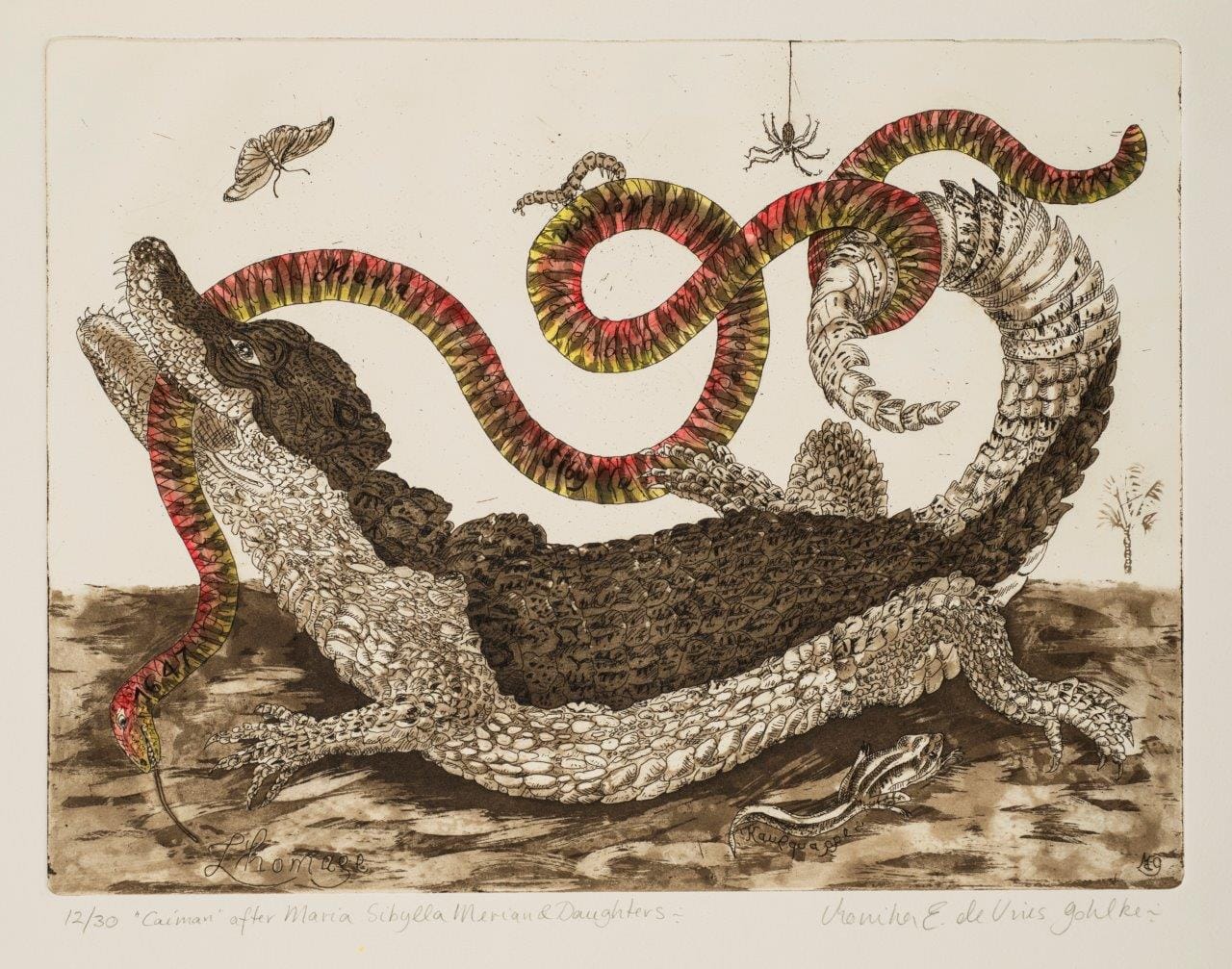 Monika E. de Vries Gohlke, "'Caiman' After Maria Sibylla Merian and Daughters" (2012), etching and aquatint, hand colored, on paper, 11 1/4 x 15 1/4 in. (National Museum of Women in the Arts, gift of the artist)