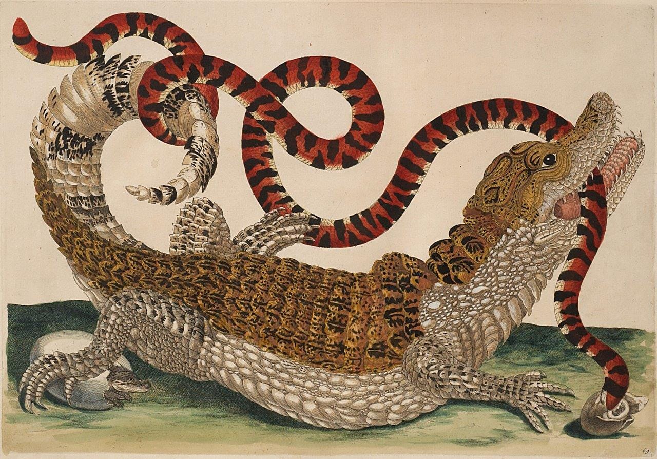 Maria Sibylla Merian, Plate 69 from "Dissertation in Insect Generations and Metamorphosis in Surinam," 2nd Ed (1719), hand-colored engraving on paper, 14 1/4 x 20 1/2 in. (National Museum of Women in the Arts, gift of Wallace and Wilhelmina Holladay)