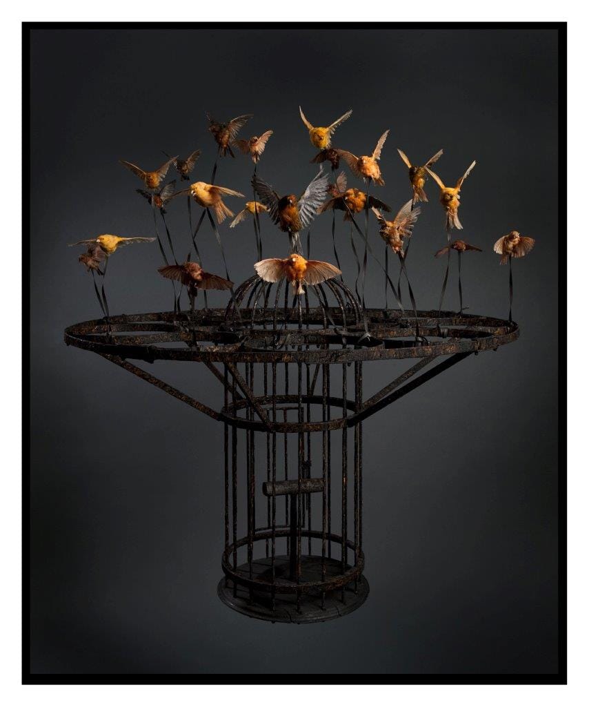 Polly Morgan, "Systemic Inflammation" (2010), taxidermy and steel, 51 1/8 x 44 1/2 x 44 1/2 in. (private collection, London; photo by Tessa Angus)