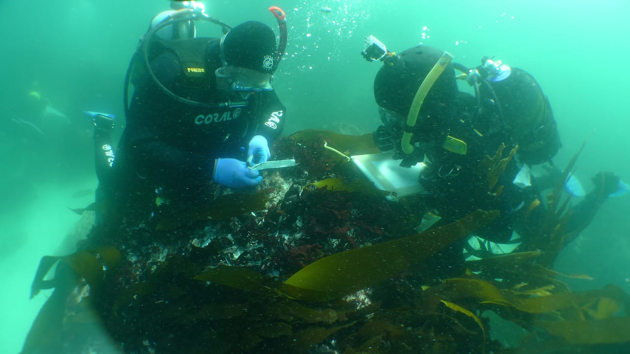 Underwater archaeologists at the site of the São José slave ship wreck near Cape of Good Hope, South Africa (courtesy Iziko Museums)