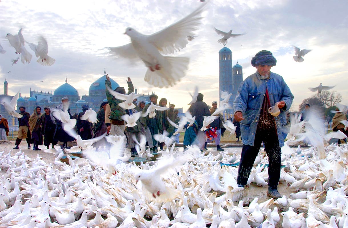 Mazar-i-Sharif, North Afghanistan. A man fed the doves of the shrine of Azrat Ali in the city of Mazar-i Sharif where the spirit of Ali, the son of the prophet Mohammad is kept.  Twenty pairs of doves were orignally brought to the shrine in the sixteenth century by Sultan Hussein Byeqra from Nejev, in modern day Iraq, where Ali is buried.   The doves, known locally as Azrat's army, and as symbols of peace are according to the current mullah of the mosque, the first to leave when fighting breaks out, a frequent occurence, and the last to return.  Photo by James Hill/30 November 2001.