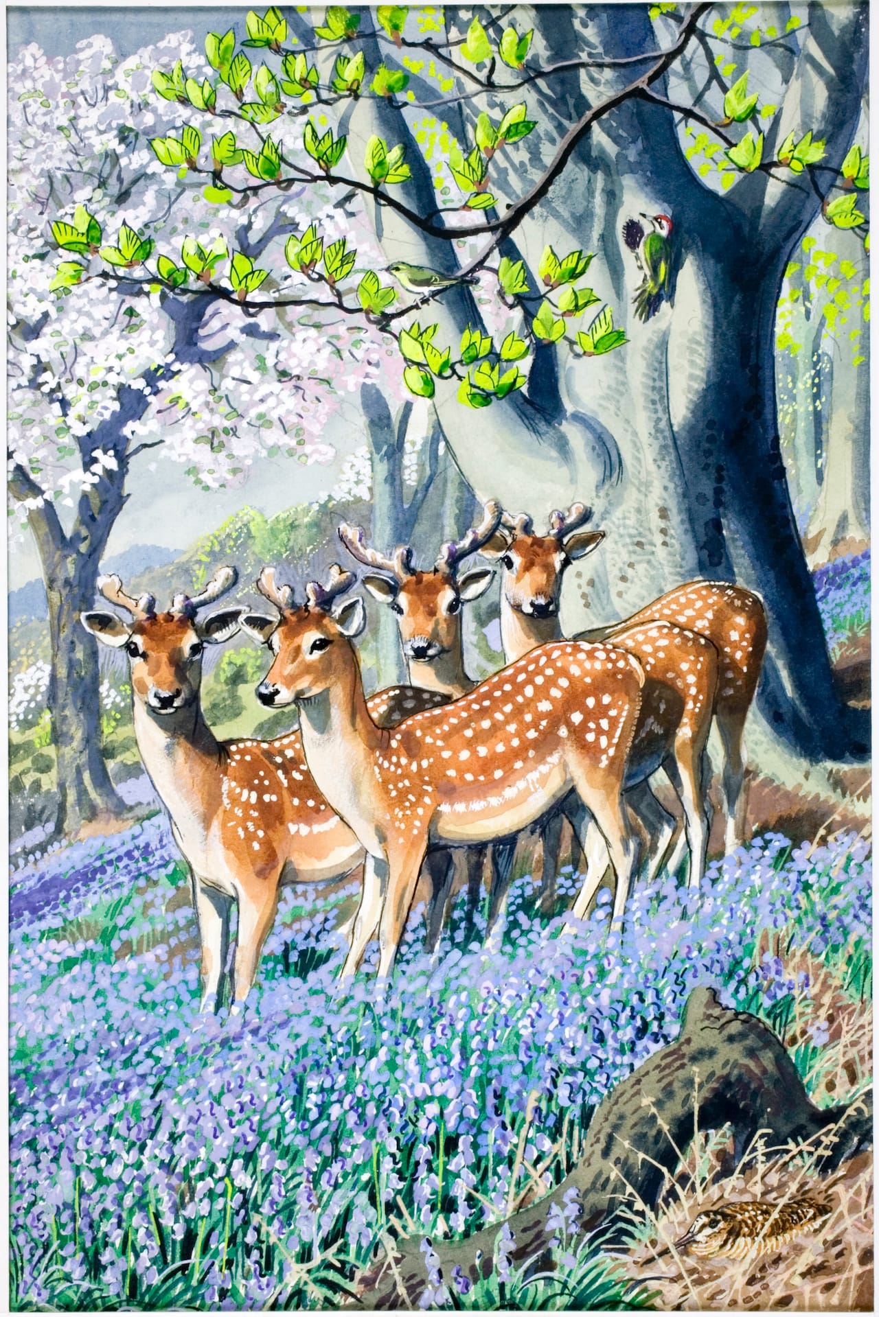 E.L. Grant Watson, illustration from "What to Look for in Spring" (1961)