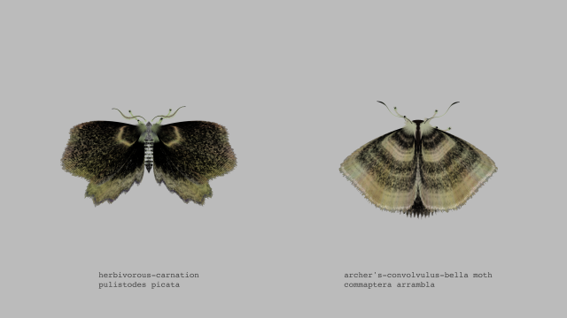 archer's-convolvulus-bella moth