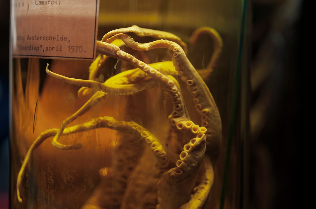 Fiona Tan, "Depot" (2015) (still from the film) (courtesy the artist)