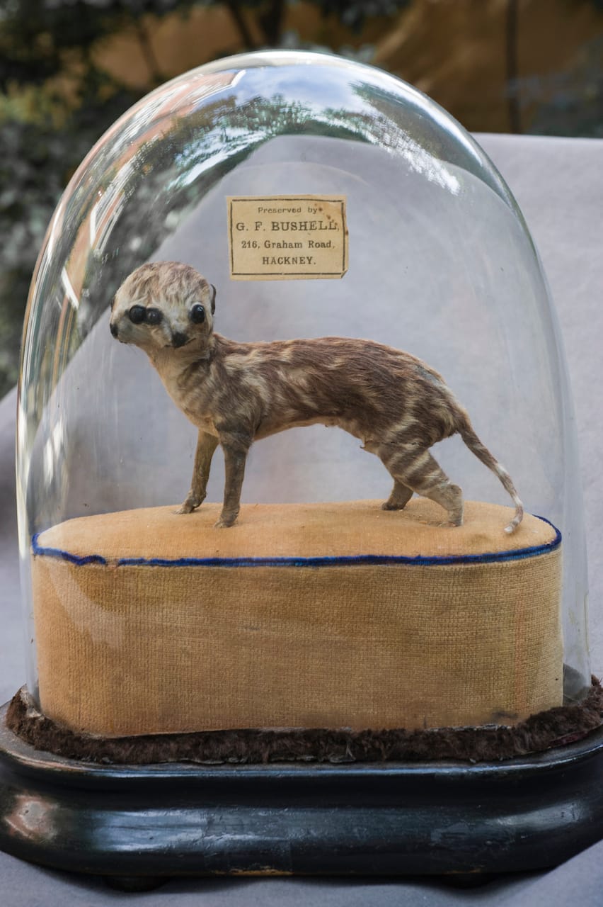 Object Lessons: The Visualisation of Nineteenth-Century Life Sciences