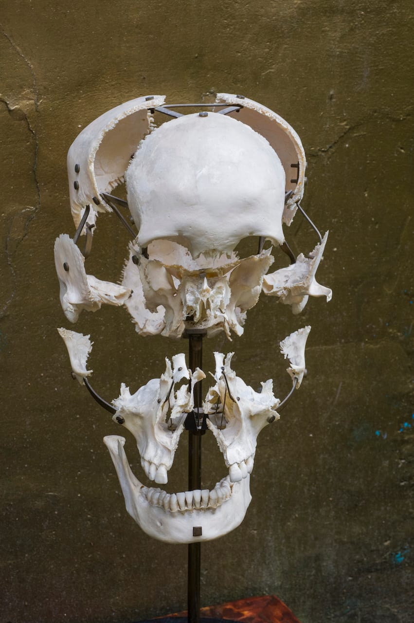 Object Lessons: The Visualisation of Nineteenth-Century Life Sciences