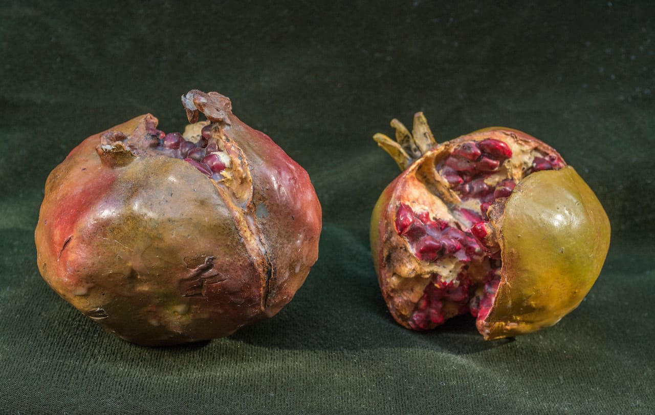 Object Lessons: The Visualisation of Nineteenth-Century Life Sciences