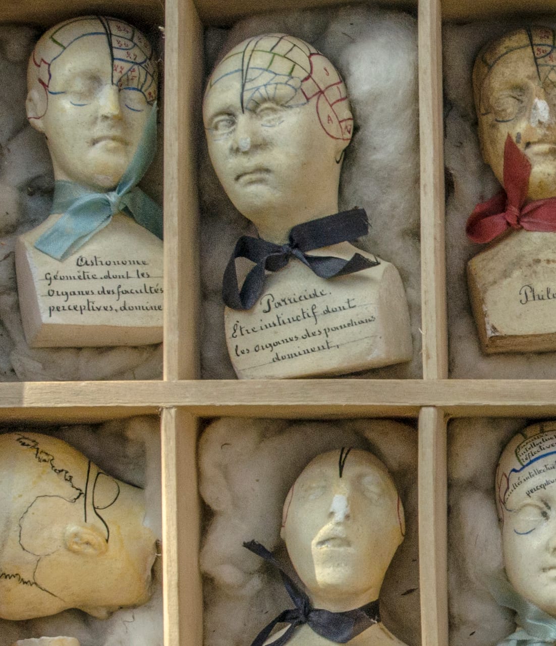 12 Phrenology Busts (France, 19th century), 8 x 4 x 5 cm each (© Rosamond Purcell, 2014)