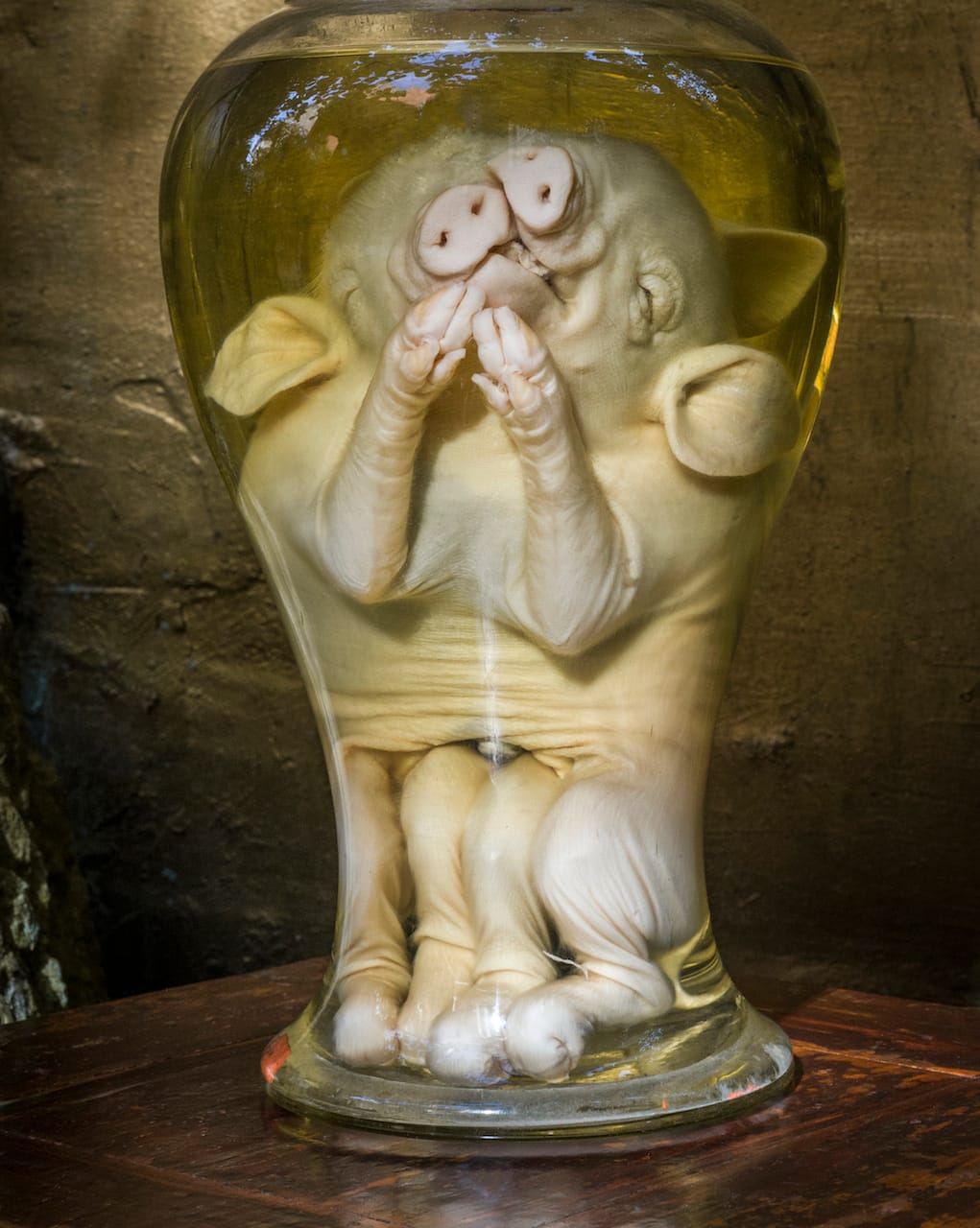 Preserved Conjoined Piglets (European, 19th century), 30 cm high, 18 cm diameter (© Rosamond Purcell, 2014)