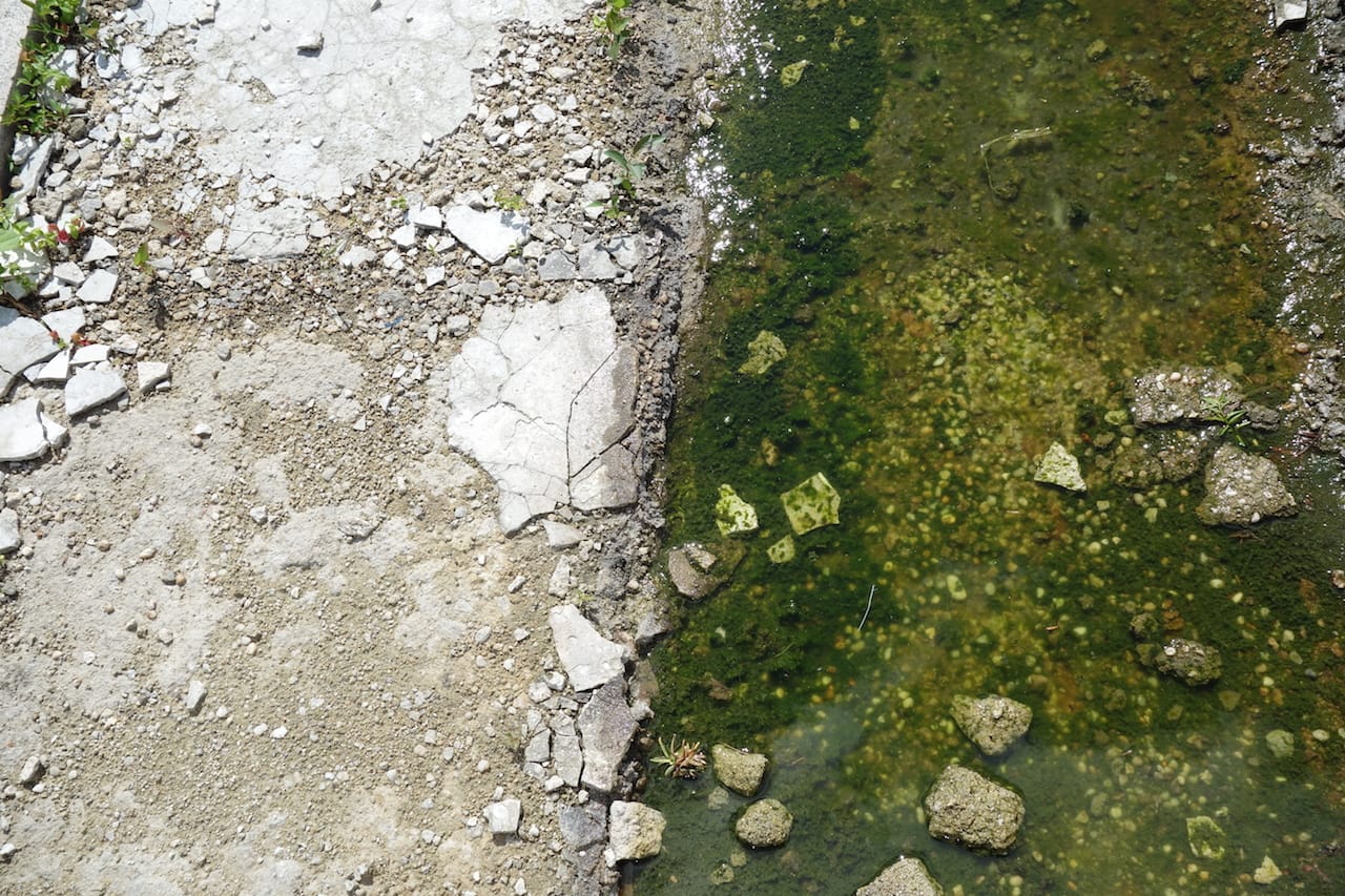 Pierre Huyghe: The Roof Garden Commission