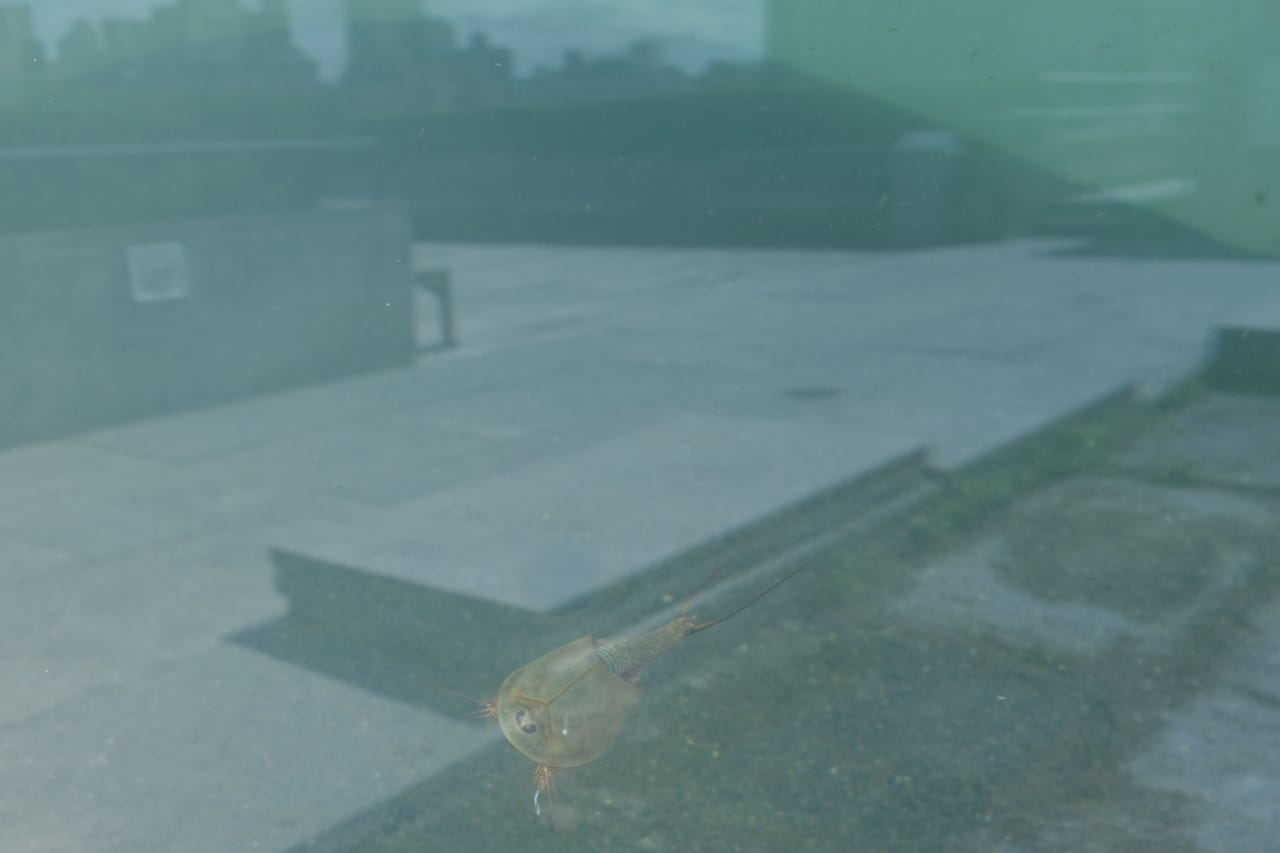 Pierre Huyghe: The Roof Garden Commission