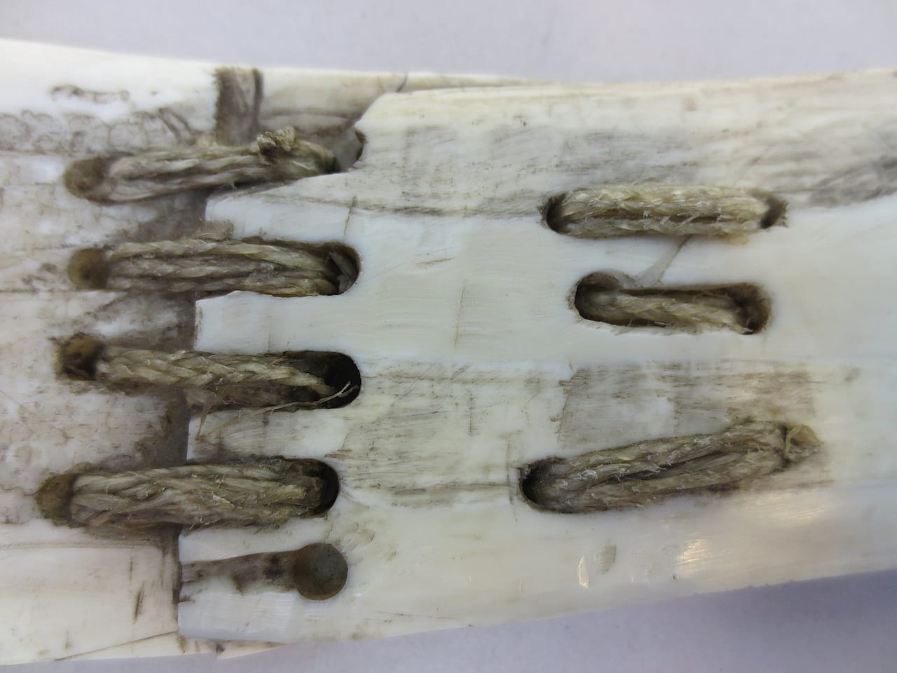 Ivory and bone knife (Inuit, Canada) demonstrating damage to the ivory repaired with animal sinew (courtesy Pitt Rivers Museum, University of Oxford)