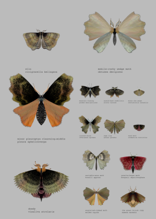 the great bluish ruby