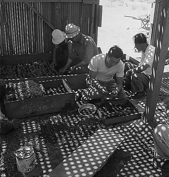 Dorothea Lange, "Manzanar, CA June 28, 1942" (1942). Incarcerees who were nurserymen before forcible relocation propagate seedling guayale plants to for the rubber-producing experiment. Government censors had problems with images like this saying the architectural strips and shadows were reminiscent of prison enclosures (photographed by Dorothea Lange, WRA, courtesy the National Archives [Archives Identifier 538034])