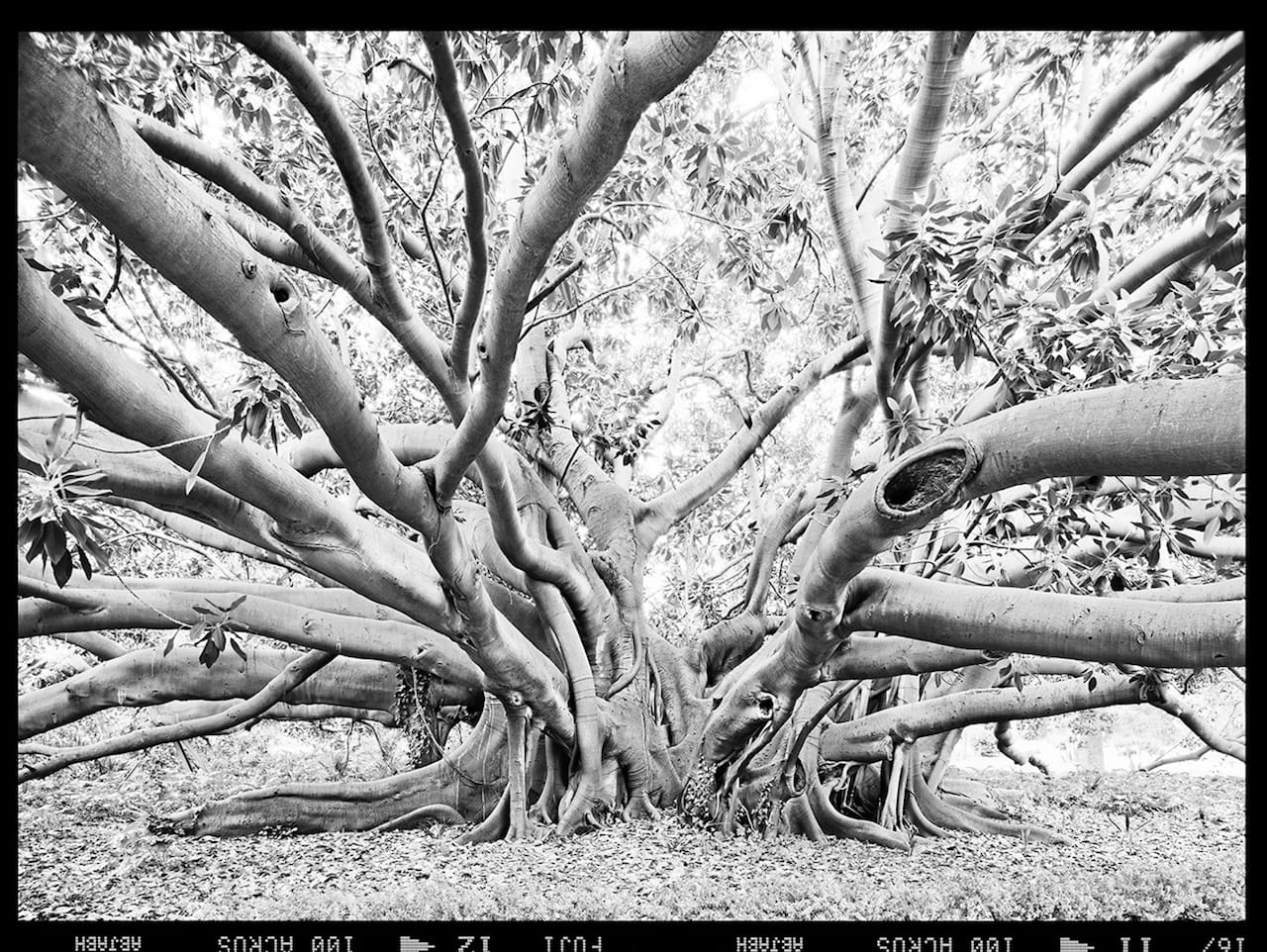 From the series The Tale of the Banyan Tree. 2015