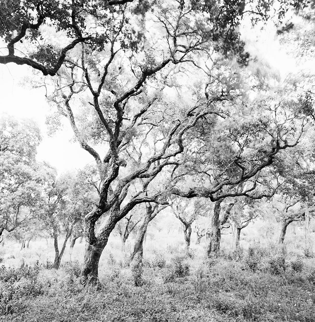 From the series Blown. 2014