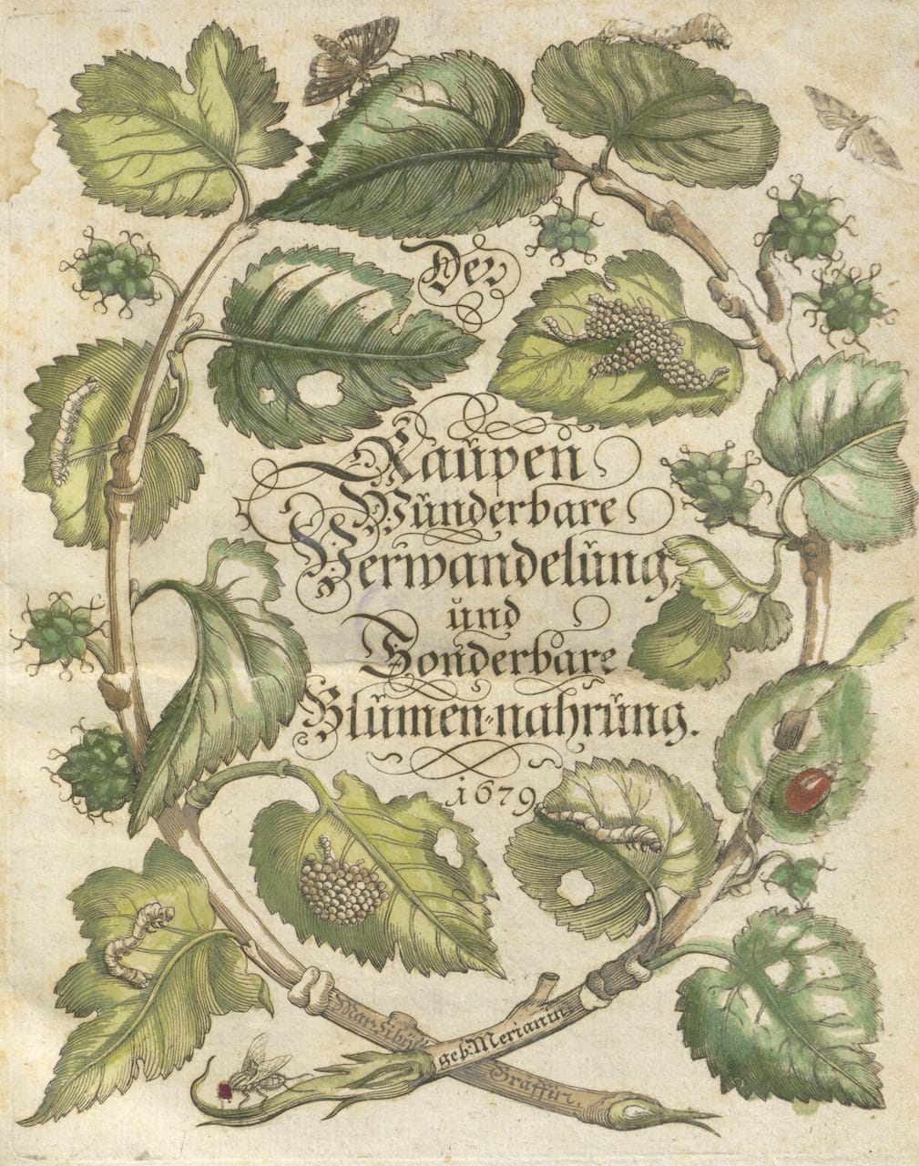 Maria Sibylla Merian, title page of 'Der Raupen wunderbare Verwandlung und sonderbare Blumennahrung' (1679) (courtesy Universitätsbibliothek Johann Christian Senckenberg, Frankfurt)