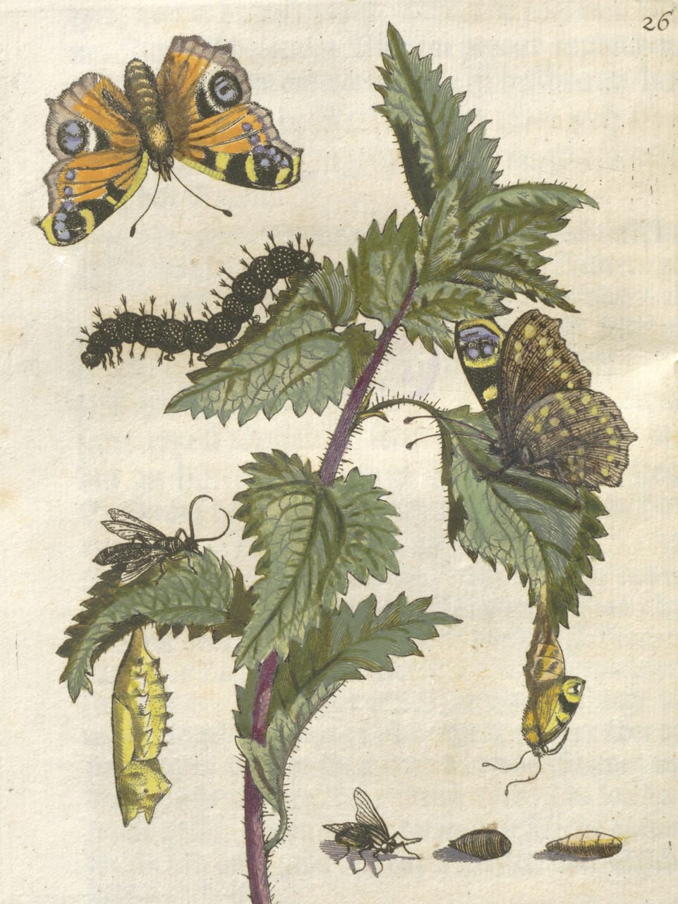 Maria Sibylla Merian, "Große Brennnessel (Stinging Nettle) Plate 26", from 'Der Raupen wunderbare Verwandelung, und sonderbare Blumennahrung' (1679) (courtesy Universitätsbibliothek Johann Christian Senckenberg, Frankfurt)