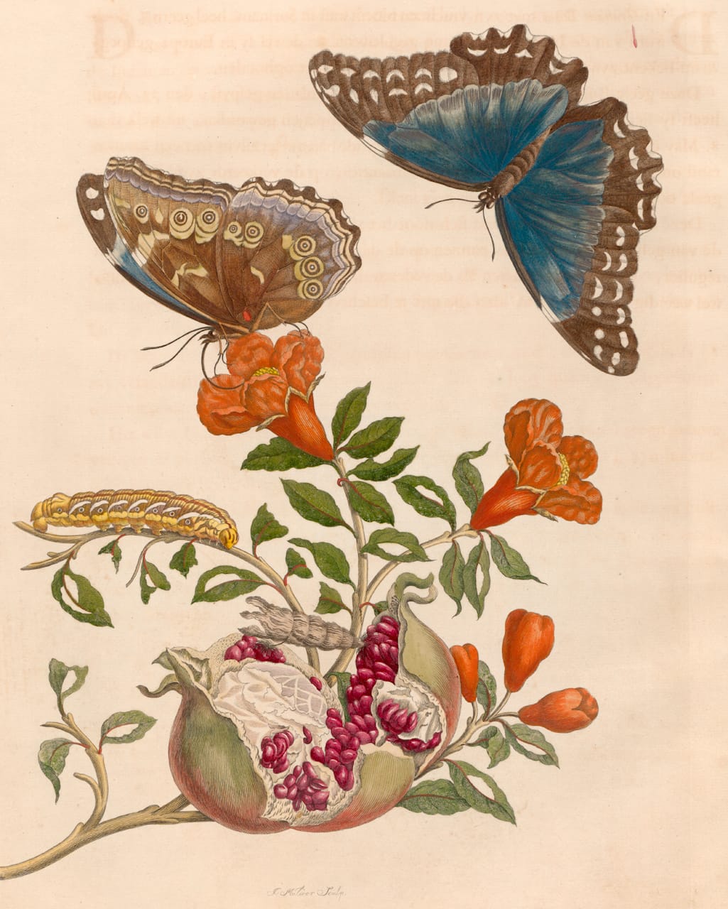 Maria Sibylla Merian, Plate 9 from 'Metamorphosis Insectorum Surinamensium' (1705) (courtesy Universitätsbibliothek Johann Christian Senckenberg, Frankfurt)