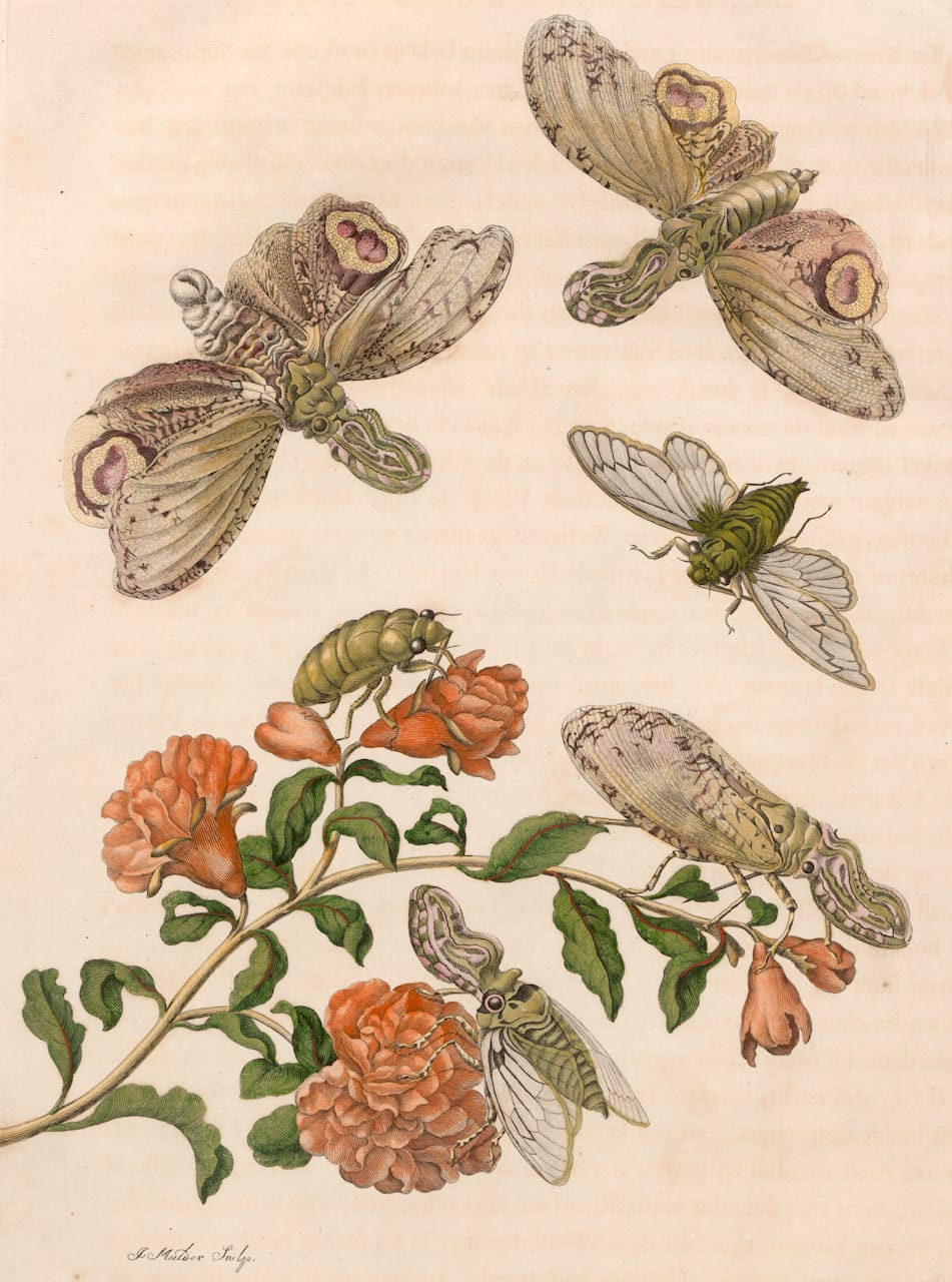 Maria Sibylla Merian, Plate 49 from 'Metamorphosis Insectorum Surinamensium' (1705) (courtesy Universitätsbibliothek Johann Christian Senckenberg, Frankfurt)