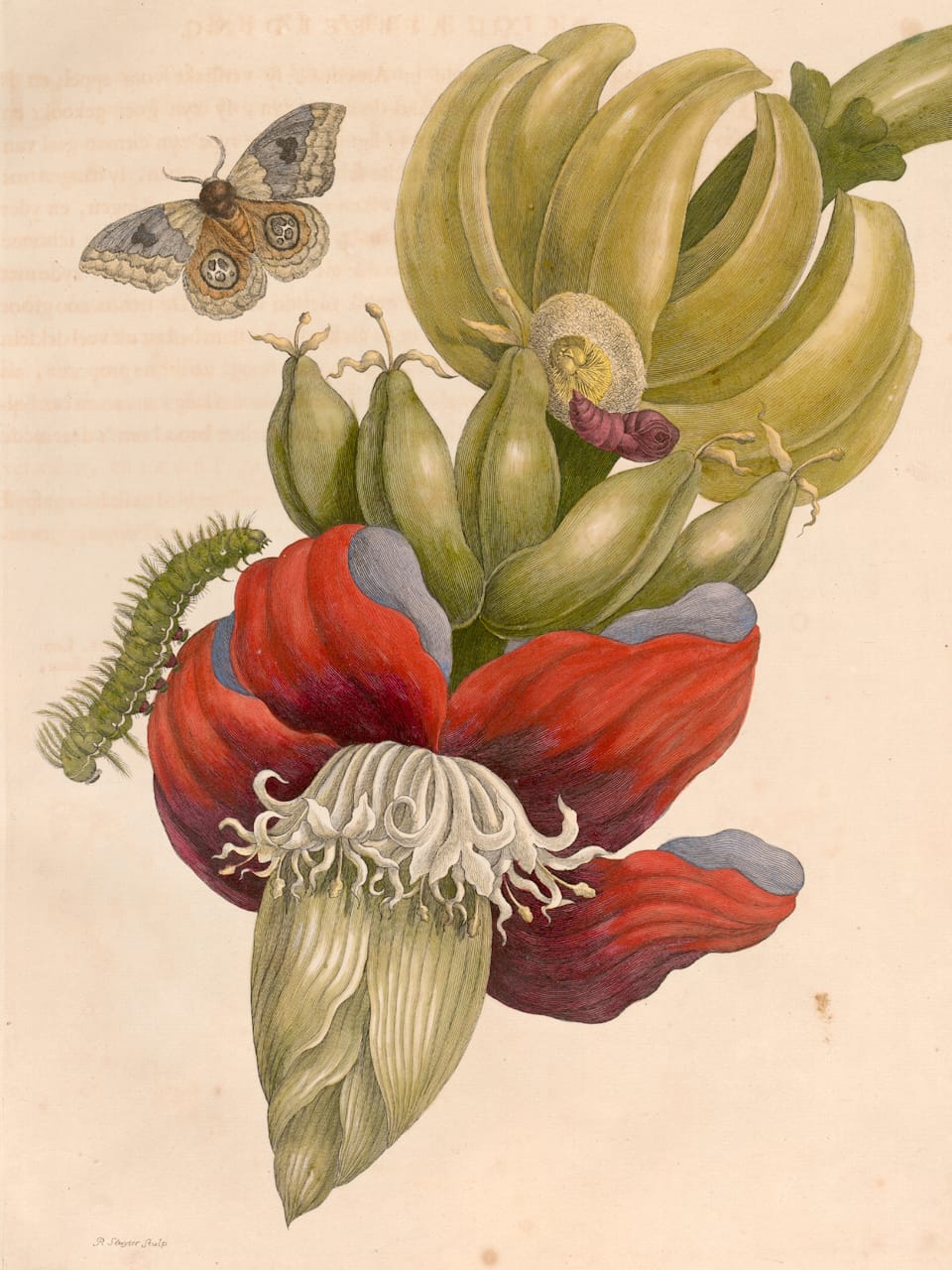 Maria Sibylla Merian, Plate 12 from 'Metamorphosis Insectorum Surinamensium' (1705) (courtesy Universitätsbibliothek Johann Christian Senckenberg, Frankfurt)