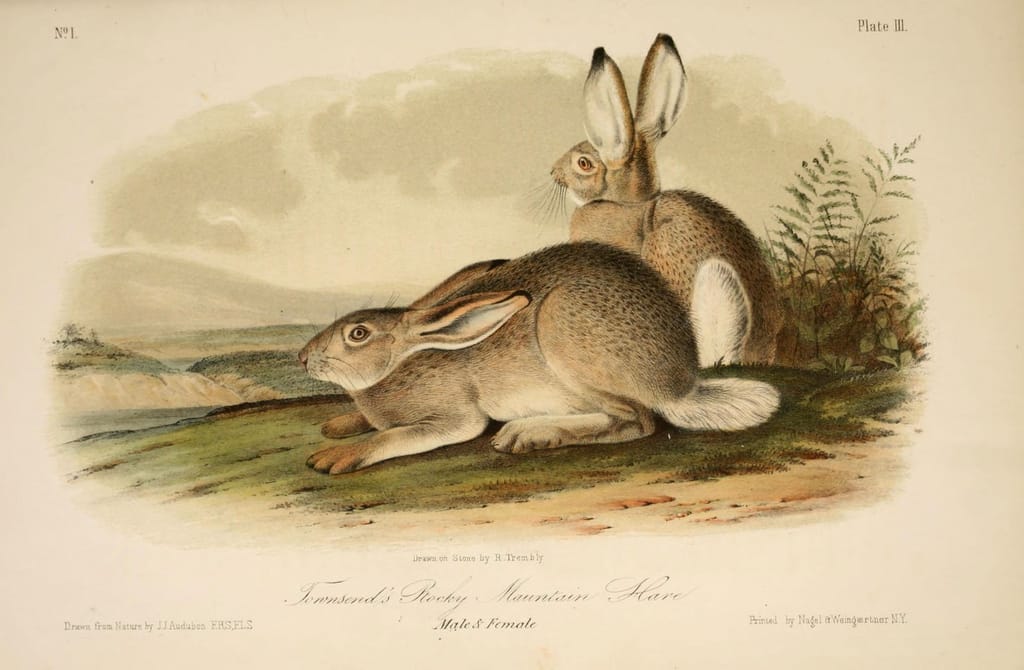 "Townsend's Rocky Mountain Hare" in John James Audubon's 'The Quadrupeds of North America' (1851-54) (via Biodiversity Heritage Library/Flickr)