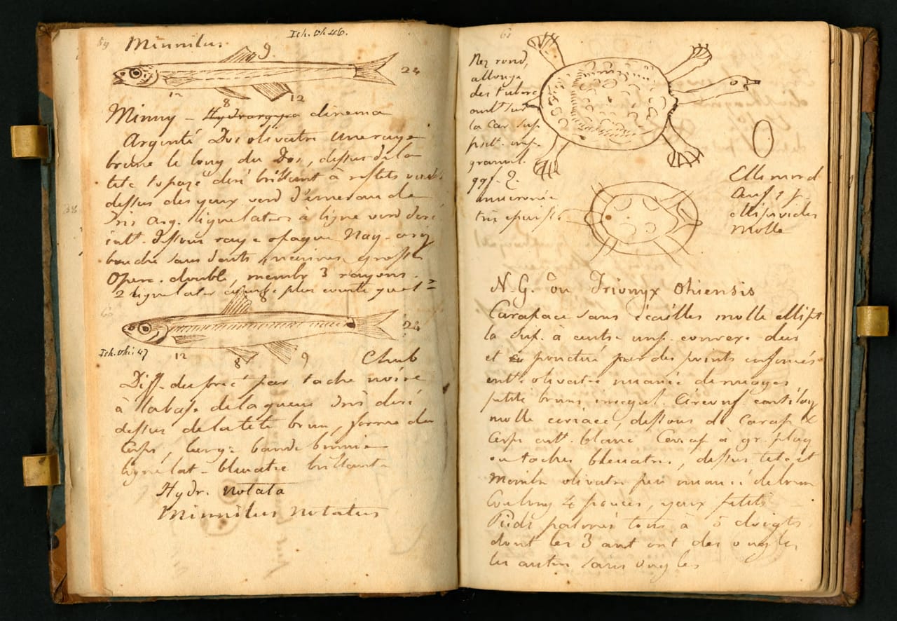 Notebook kept by Constantine Samuel Rafinesque on a trip from Philadelphia to Kentucky, 1818 (courtesy the Biodiversity Heritage Library, digitized by Smithsonian Institution Archives)