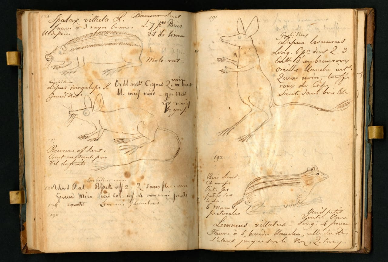 Notebook kept by Constantine Samuel Rafinesque on a trip from Philadelphia to Kentucky, 1818 (courtesy the Biodiversity Heritage Library, digitized by Smithsonian Institution Archives)