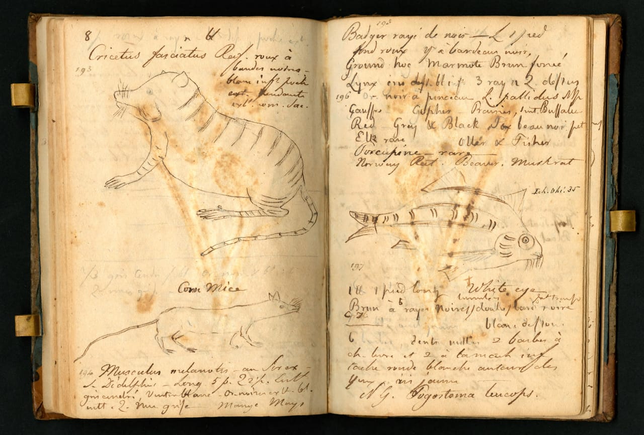 Notebook kept by Constantine Samuel Rafinesque on a trip from Philadelphia to Kentucky, 1818 (courtesy the Biodiversity Heritage Library, digitized by Smithsonian Institution Archives)