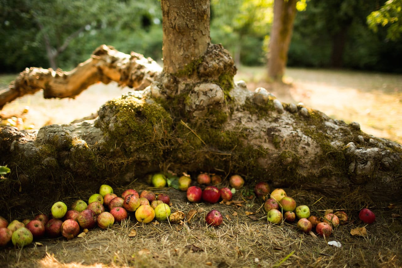 "Heirloom" by Shin Yu Pai in Piper's Orchard, Carkeek Park, Seattle (photo by Katy Tuttle)