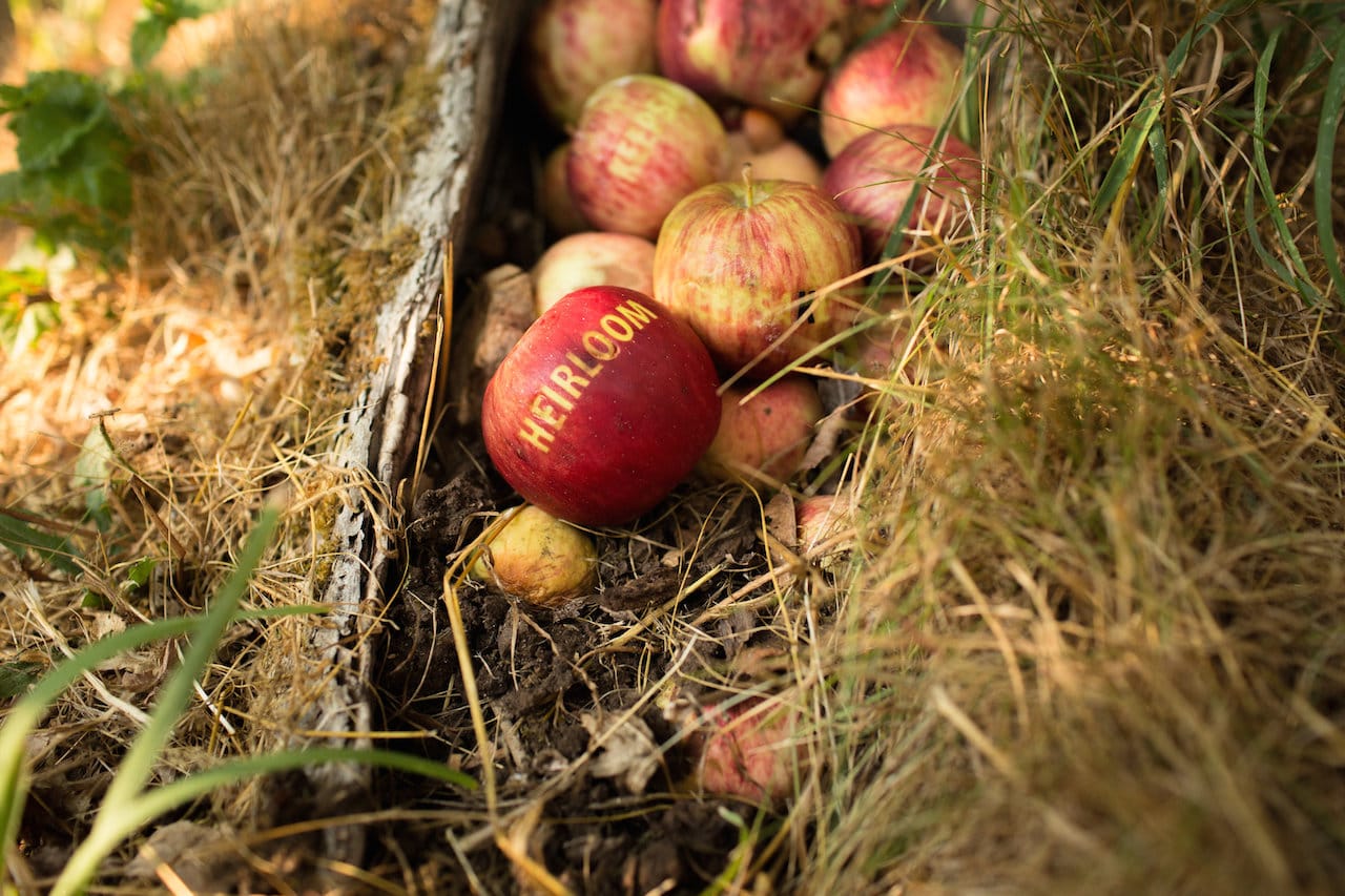 "Heirloom" by Shin Yu Pai in Piper's Orchard, Carkeek Park, Seattle (photo by Katy Tuttle)