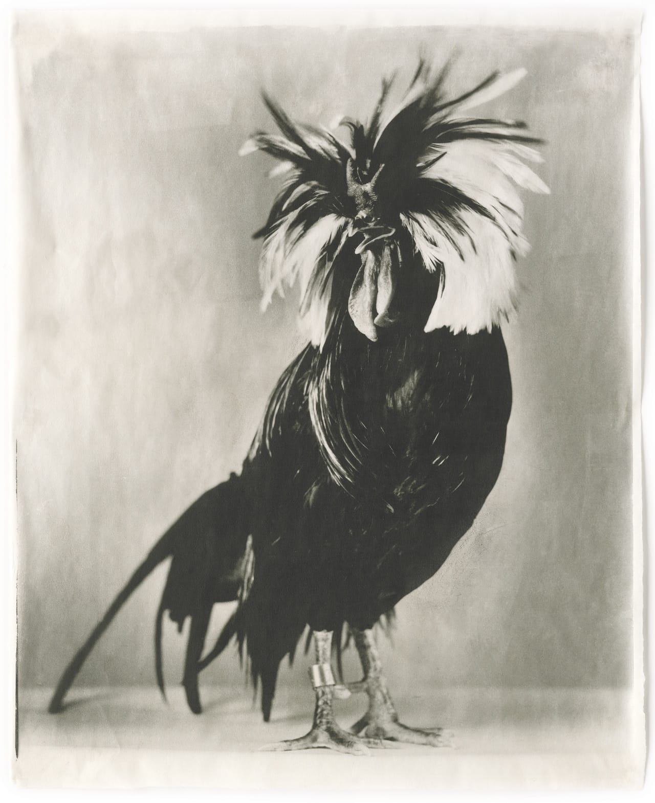 I-4 Black #14, 2006 Kopie