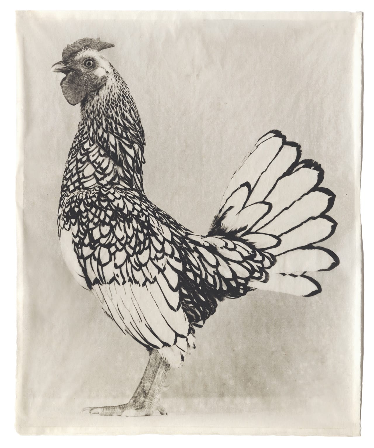 III-1 Variegated #10, 200 Kopie