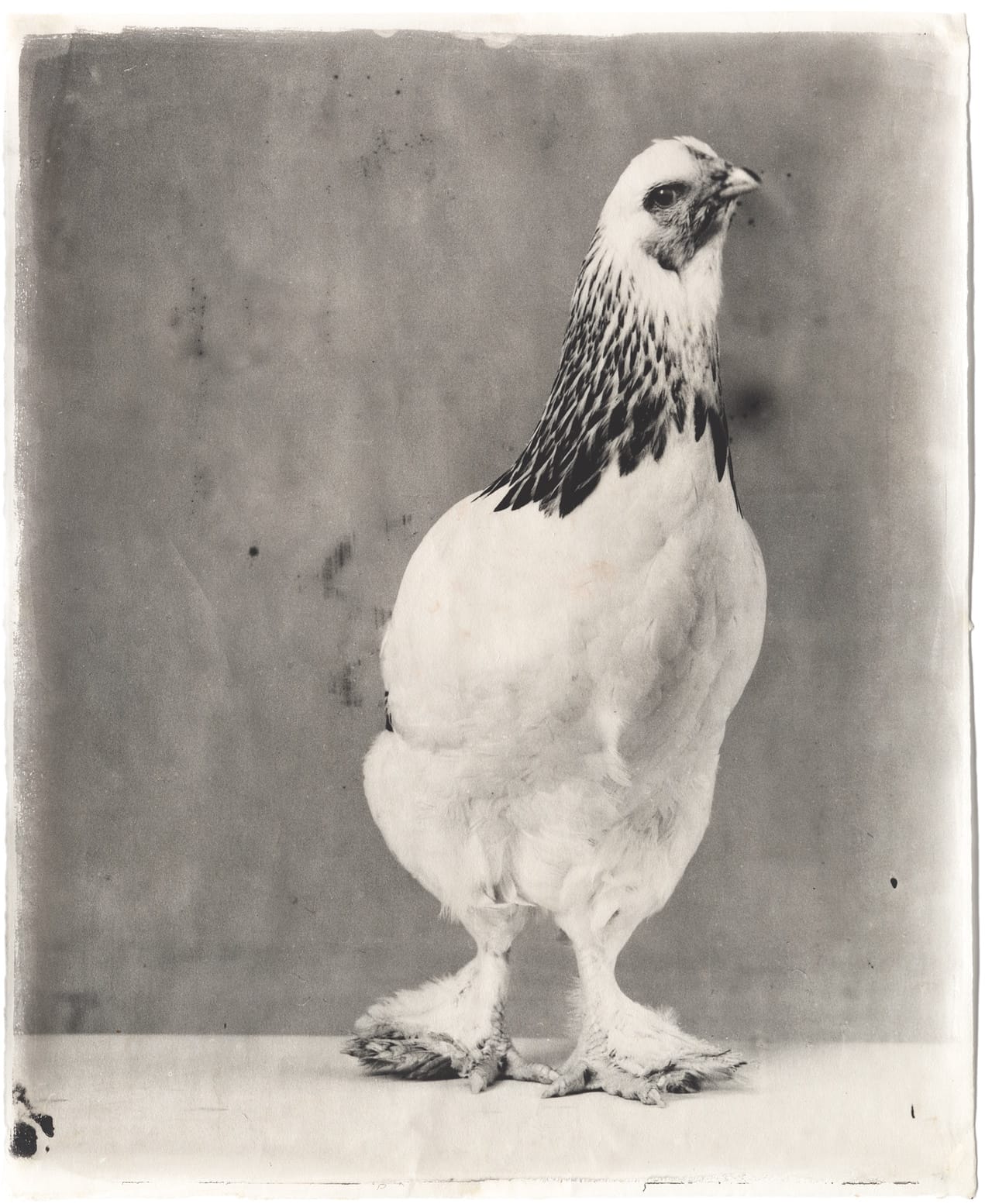 III-3 Variegated #1, 2005 Kopie