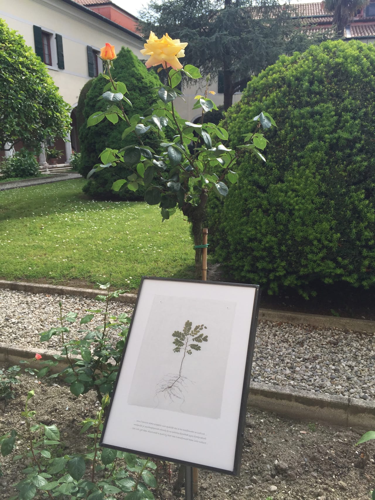 Rosana Palazyan's "Por que Daninhas/Why Weeds?" (2006–15)